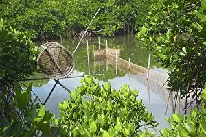 Trap: Mangroves, Cat Ba national park, Cat Ba