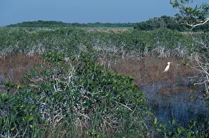 Rhizophora: Mangroves and Egret