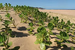 Mangroves: Mangroves - growing in the sand