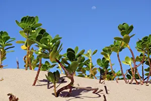 Mangroves: Mangroves - growing in the sand
