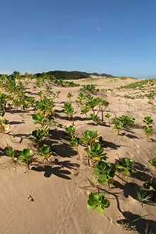 Mangroves: Mangroves - growing in the sand