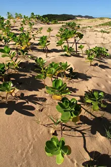 Mangroves: Mangroves - growing in the sand
