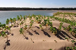 Mangroves: Mangroves - growing in the sand