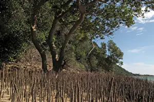Mangroves: Mangroves - growing in the sand