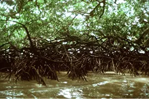 Roots: MANGROVES - from inside looking out