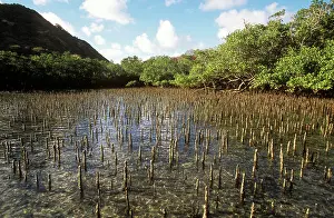 Comoros: MANGROVES - Pneumatophores, Indian Ocean