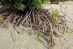 Mangroves: Mangroves showing exposed aerial roots at low tide
