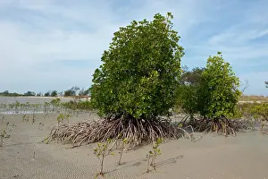Mangroves: Mangroves showing exposed aerial roots at low tide
