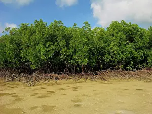 Providing: Mangroves - survive well along Queensland's tidal