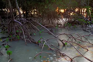 Rhizophora: Mangroves - West Alligator Head, Kakadu National