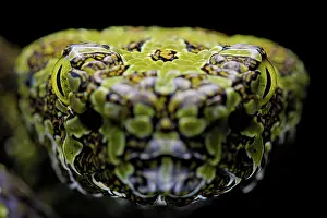 Mangshan: Mangshan Pit Viper (Protobothrops mangshanensis)