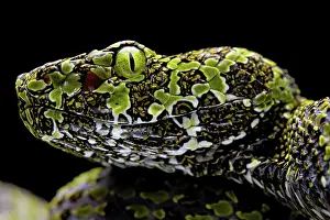 Mangshan: Mangshan Pit Viper (Protobothrops mangshanensis)