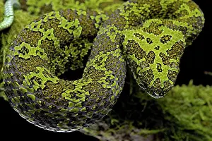 Mangshan: Mangshan Pit Viper (Protobothrops mangshanensis)