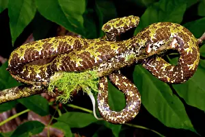 Fang: Mangshan's Viper, Zhaoermia mangshanensis