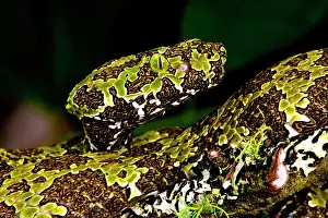 Fang: Mangshan's Viper, Zhaoermia mangshanensis