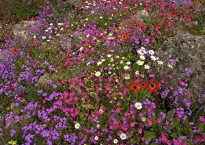 Stocks: The Mani peninsula in spring - stunning display of flowers