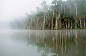 Flexuosa: Maniche / Buriti PALMS - & MIST