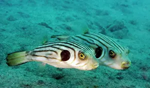 Arothron: Manila puffer (Arothron manilensis) hovering over the sand