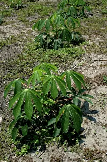 Esculenta: Manioc or Cassava Root