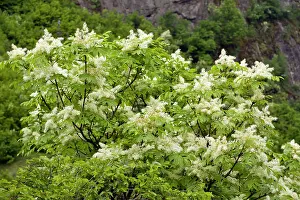 Fraxinus: Manna Ash - in flower in spring