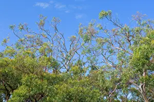 Manna: Manna Gum - a nearly clear-fed tree, damage done