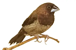 Aviary: Mannikin / Finch - aviary bird