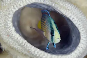 Splendid: Manonichthys splendes, Splendid Dottyback (Pseudochromis