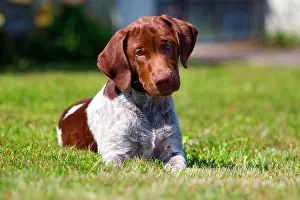 Munsterlander: Mansterlcnder mixed breed puppy, 3 months old