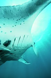 Birostris: Manta / Devil Ray