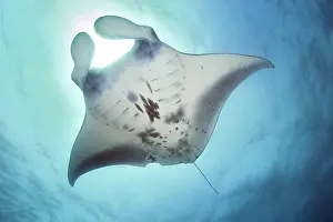 Birostris: Manta (Manta birostris), Pacific