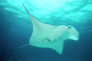 Birostris: Manta Ray