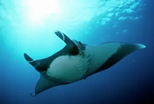 Douglas David Seifert: Manta Ray