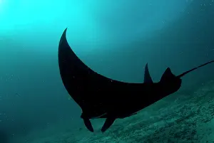 Arborek: Manta Ray