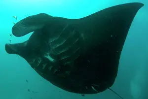 Arborek: Manta Ray