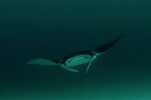 Arborek: Manta Ray