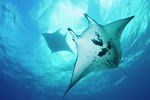 100817: Manta ray in Blue, Tikehau French Polynesia Digital