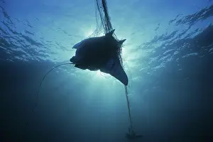 Fishermen: Manta Ray Caught In Gill Net