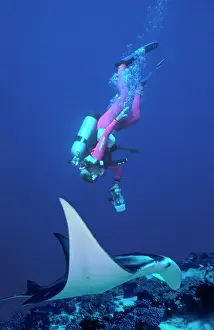 Sting: Manta Ray - Diver Valerie Taylor filming a Manta