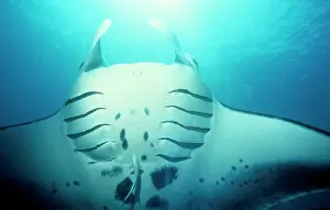 Manta RAY - In feeding mode, close up of head from