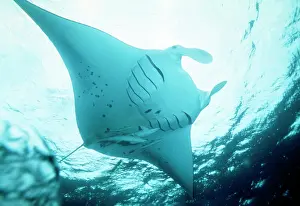 Manta RAY - In feeding mode, from underneath