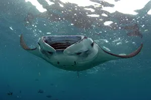 Birostris: Manta Ray feeding near surface Manta Alley dive