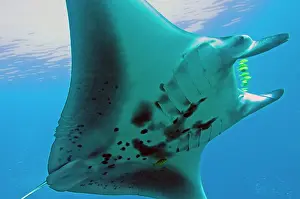 Sting: Manta Ray - gentle plankton feeders they have no