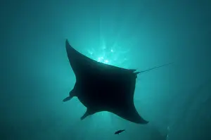Sting: Manta Ray - gentle plankton feeders they have no