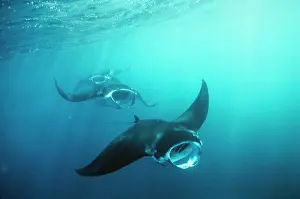 Douglas David Seifert: Manta RAY - group (squadron) feeding (mouth open)