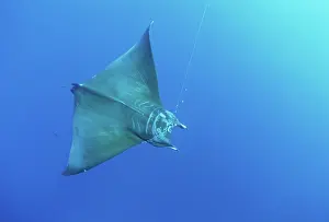 Rays: Manta Ray hooked on line