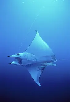 Rays: Manta Ray hooked on line