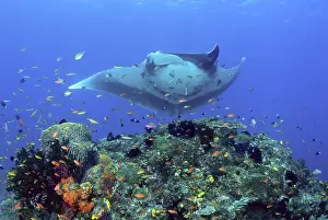 Birostris: Manta ray (Manta birostris) glides over