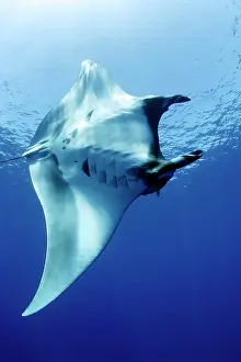 Mantas: manta ray Manta birostris San Benedicto Revillagigedo Socorr