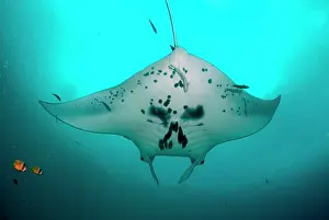Arborek: Manta Ray - overhead