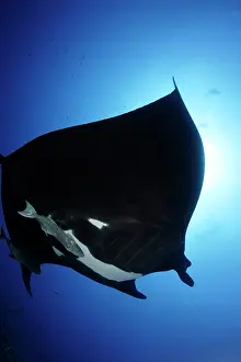 Mantas: Manta Ray - with Remora Suckerfish (Remora remora )San Bened